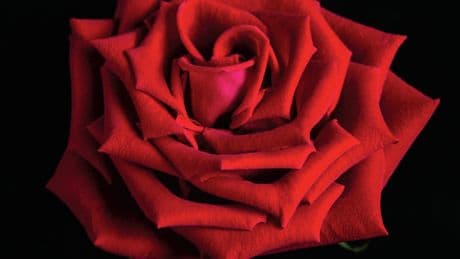 La mécanique derrière la beauté des roses