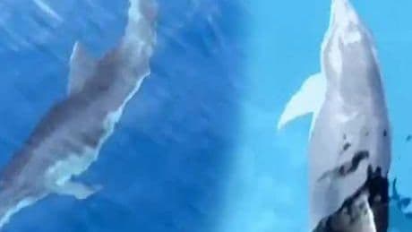 Yer: Alanya! Aniden ortaya çıktılar, tekneyle yarıştılar