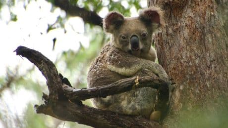 Hundreds of Koala bears are being shot dead out of trees from helicopters in Australian wildlife cull