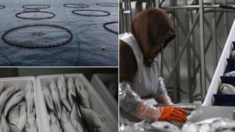 Hatay'da kafeste yetiştirilen balıklar Avrupa ülkelerine ihraç ediliyor