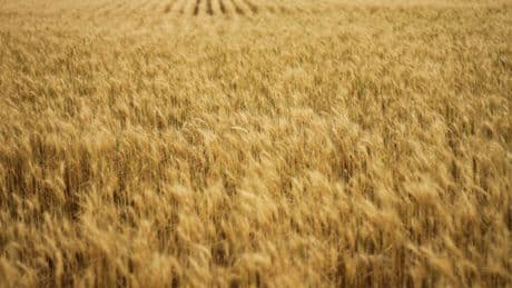 Las lluvias de la primavera han generado un problema inesperado a los agricultores españoles: cereal demasiado barato