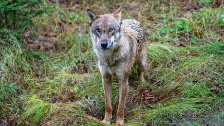 Umwelt: Genproben weisen Wolfsrisse in Unterfranken nach