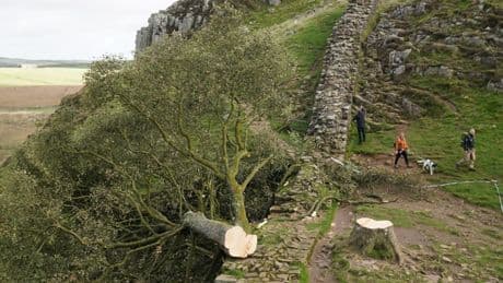 Robin-Hood-Baum „absichtlich und gedankenlos“ gefällt