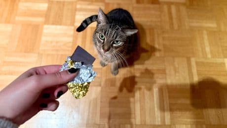 Bettelt Ihre Samtpfote nach Chips? So gefährlich sind unsere Lieblingssnacks wirklich