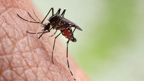 Hidden sign of deadly chikungunya virus sweeping UK that Brits often overlook