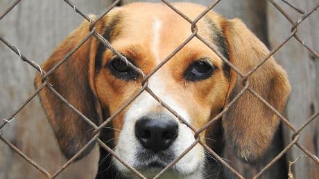 Dogs at centre of London, Ont., hospital testing controversy may be re-homed