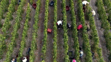 « Vendanges de la honte » : trois personnes condamnées pour traite d’êtres humains