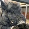 The boar war! Neighbours locked in row over claims family's pet pot-bellied pig is 'noisy and smelly'