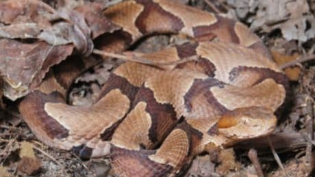 A four-year-old was bitten by a copperhead snake at a North Carolina daycare. The family says staff didn’t call 911
