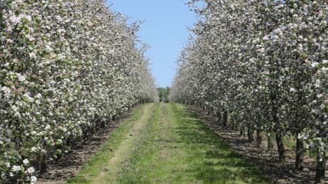 Premium cider sales show fizz despite flat drinks market