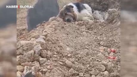 Ölen sahibinin mezarından bir an bile ayrılmıyor: "Hayret ediyoruz, nereye götürsek aynı yere gidiyor"
