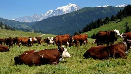 Un millier de bovins abattus, 49 élevages dépeuplés, 100.000 vaccinations: une course contre la montre s'est engagée contre la dermatose nodulaire contagieuse