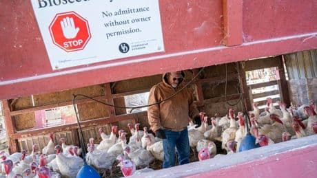 CDC Bird Flu Response Cuts Could Lead To Another Pandemic