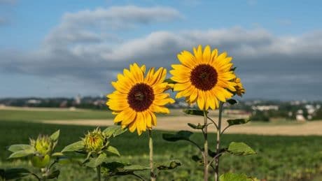 Weitere regnerische Tage - dann endlich Sonne im Südwesten