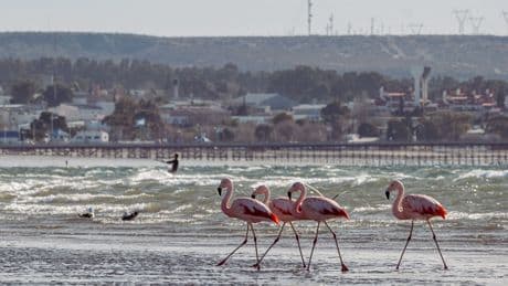 Un flamenco interrumpe la tarde de baño en Almería