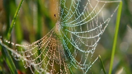 Spiders found spinning soundproof webs to adapt to city life
