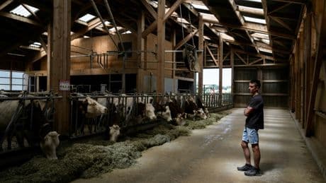 Dermatose nodulaire : colère et désarroi chez les éleveurs face à l'euthanasie massive des troupeaux en Savoie