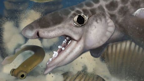 Exploran el sistema de cuevas más largo del mundo y encuentran un nuevo tiburón con 340 M de años