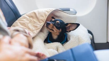 Taking pets to Europe could soon be made easier with potential reversal to Brexit rules