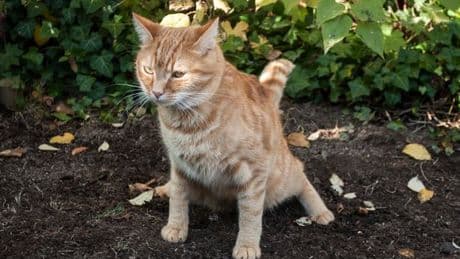 'Neighbour's cat kept using my garden as a toilet - my solution made him stop'