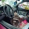 Ohio woman arrested after being caught in disturbing act with 'Chewy' the Raccoon inside car