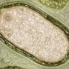Scientists discover hundreds of mysterious giant VIRUSES lurking in the ocean