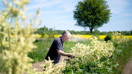Landwirtschaft: Trockenheit macht selbst Wildkräutern zu schaffen