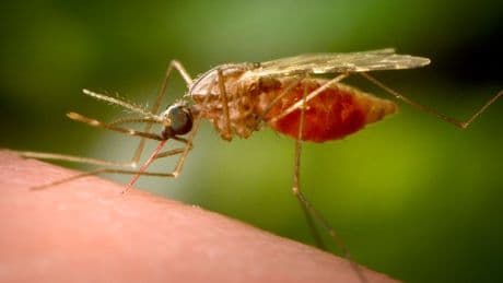 Chikungunya cases double in UK as expert warns ‘all it takes is one mosquito bite’