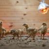 Shipment of thousands of chicks found abandoned in USPS truck now overwhelming an animal shelter