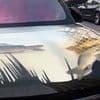 What the carp?! Driver turns SUV bonnet into tank filled with live fish