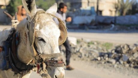 ‘Donkeys are a lifeline in Gaza – it’s vital we look after them’