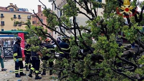 Woman in critical condition after oak tree falls on tourists in Venice