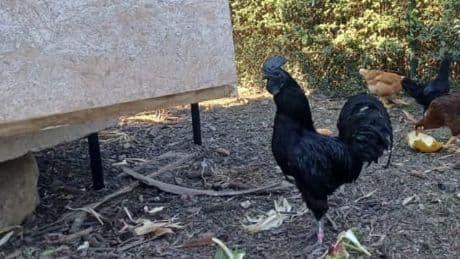 Völlig gaga in Kleinaga - Zoff um Zuchthahn Blacky! Wer gackert die Wahrheit?