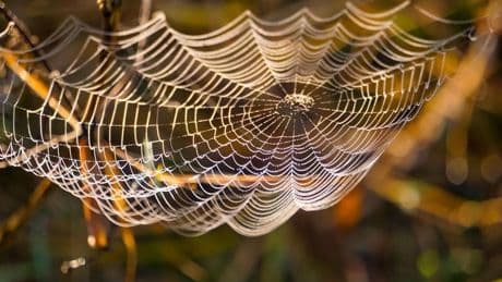 Microsoft Launches NLWeb To Simplify Website-Agent Interactions