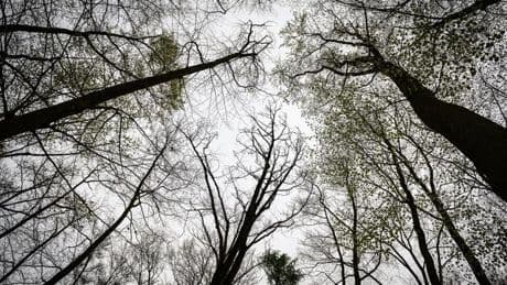 Reinhäuser Wald: Frauenleiche in Wald bei Göttingen gefunden