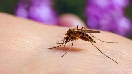 Mosquitoes Prefer Beer Drinkers, Festival Study Shows