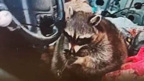 Pet racoon found 'smoking' meth pipe in driver's seat during police traffic stop