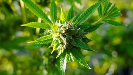 Is the Trump Administration Considering Softening Laws on Cannabis?
