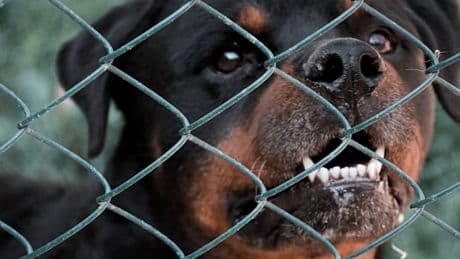 Rottweiler beißt Neunjährigen tot, während Vater beim Einkaufen ist