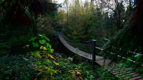 Braunschweig: WeltWald im Harz – idyllisches Naturerlebnis | Ausflug
