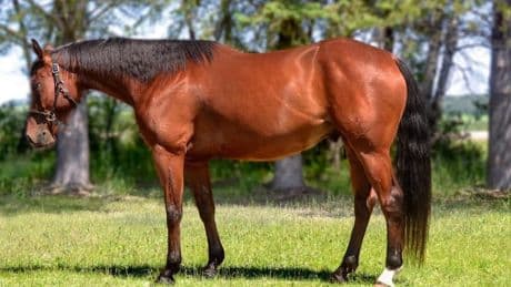 Alberta RCMP arrest woman accused of refusing to return stolen horse