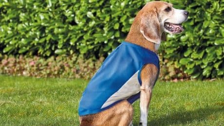 Home Bargains reveals cheap £2.49 items to keep your pets cool in summer as temperatures soar to 25C