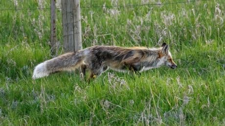 Wanted: de sluwe vos die 32 schoenen uit een Amerikaans park stal