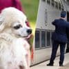 Nicole (80) krijgt oplopende boete omdat ze weigert ticket te betalen voor haar chihuahua op trein: “Dossier zit al bij deurwaarder”