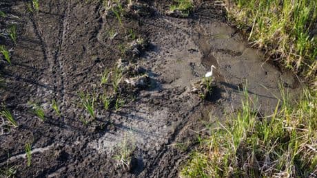In Florida’s Everglades, severe drought impacts wildlife and tourism