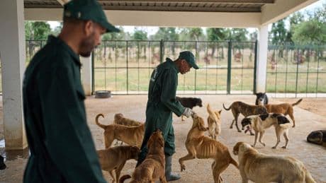 Morocco unveils policies it hopes bolster the care and management of stray dogs