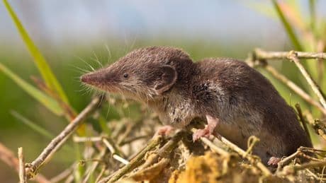 Verbreitung der Feldspitzmaus: In diesen Gebieten lauert Gefahr durch den Borna-Virus-Überträger