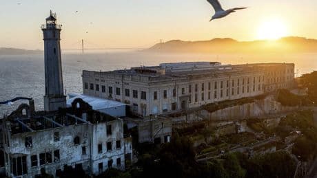 Porträt: Vogelschutzinsel des Tages: Alcatraz
