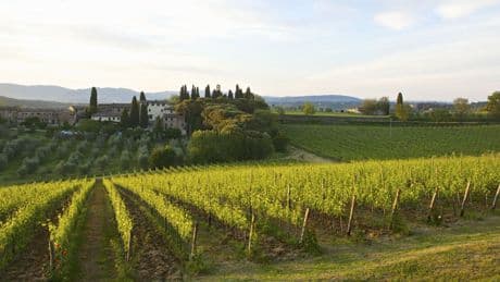 Oligarchi russi, otto vigneti di pregio in Toscana hanno avuto un milione di fondi Ue