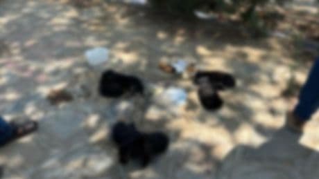 İzmir'de 10 köpek ile 5 kedi zehirlenerek öldürüldü